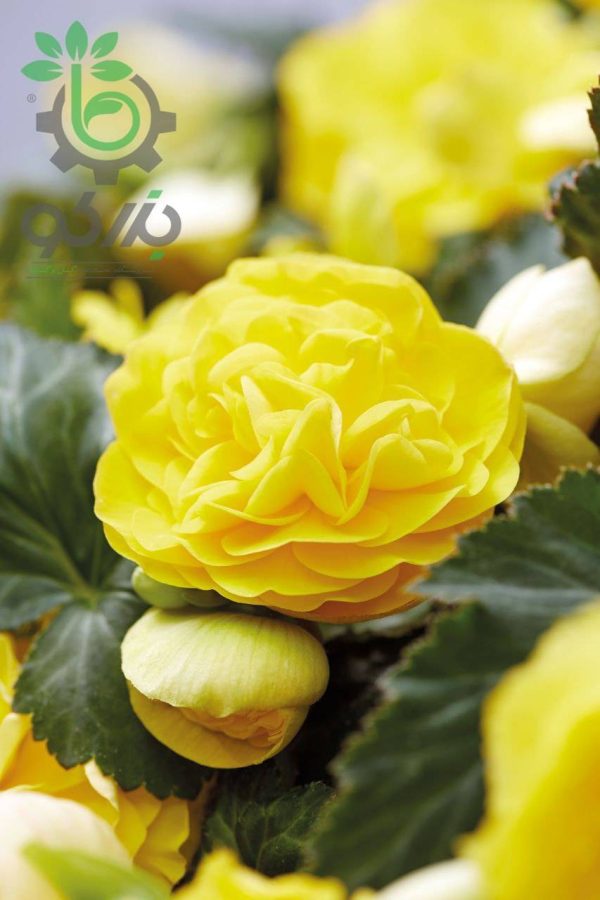 بذر گل بگونیا بدون توقف یا نان استاپ لذت زرد (Begonia tuberhybrida F1 Nonstop Joy Yellow)