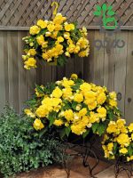 بذر گل بگونیا بدون توقف یا نان استاپ لذت زرد (Begonia tuberhybrida F1 Nonstop Joy Yellow)
