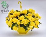 بذر گل بگونیا بدون توقف یا نان استاپ لذت زرد (Begonia tuberhybrida F1 Nonstop Joy Yellow)