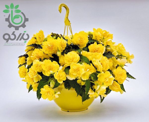 بذر گل بگونیا بدون توقف یا نان استاپ لذت زرد (Begonia tuberhybrida F1 Nonstop Joy Yellow)