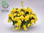 بذر گل بگونیا بدون توقف یا نان استاپ لذت زرد (Begonia tuberhybrida F1 Nonstop Joy Yellow)