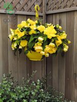 بذر گل بگونیا بدون توقف یا نان استاپ لذت زرد (Begonia tuberhybrida F1 Nonstop Joy Yellow)