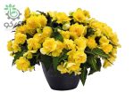 بذر گل بگونیا بدون توقف یا نان استاپ لذت زرد (Begonia tuberhybrida F1 Nonstop Joy Yellow)