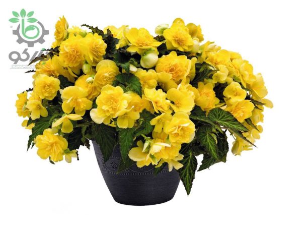 بذر گل بگونیا بدون توقف یا نان استاپ لذت زرد (Begonia tuberhybrida F1 Nonstop Joy Yellow)