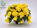 بذر گل بگونیا بدون توقف یا نان استاپ لذت زرد (Begonia tuberhybrida F1 Nonstop Joy Yellow)