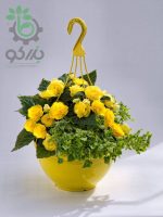 بذر گل بگونیا بدون توقف یا نان استاپ لذت زرد (Begonia tuberhybrida F1 Nonstop Joy Yellow)