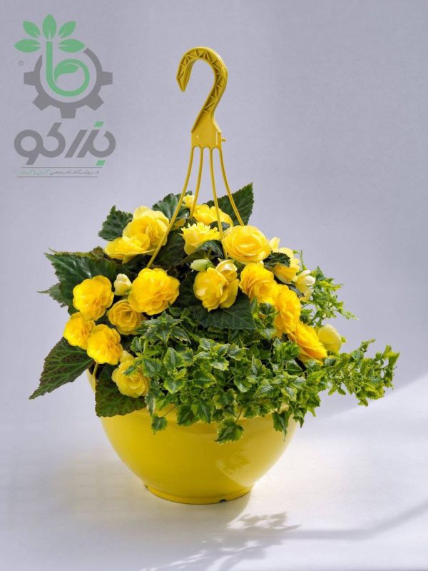 بذر گل بگونیا بدون توقف یا نان استاپ لذت زرد (Begonia tuberhybrida F1 Nonstop Joy Yellow)