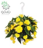 بذر گل بگونیا بدون توقف یا نان استاپ لذت زرد (Begonia tuberhybrida F1 Nonstop Joy Yellow)