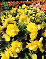 بذر گل بگونیا بدون توقف یا نان استاپ لذت زرد (Begonia tuberhybrida F1 Nonstop Joy Yellow)