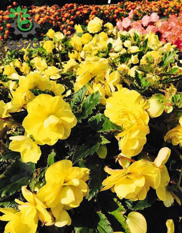 بذر گل بگونیا بدون توقف یا نان استاپ لذت زرد (Begonia tuberhybrida F1 Nonstop Joy Yellow)