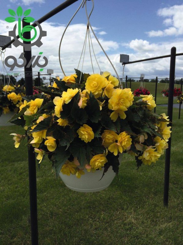 بذر گل بگونیا بدون توقف یا نان استاپ لذت زرد (Begonia tuberhybrida F1 Nonstop Joy Yellow)