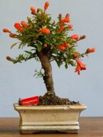 بذر bonsai pomegranate (انار)