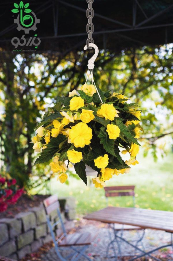بذر گل بگونیا بدون توقف یا نان استاپ لذت زرد (Begonia tuberhybrida F1 Nonstop Joy Yellow)