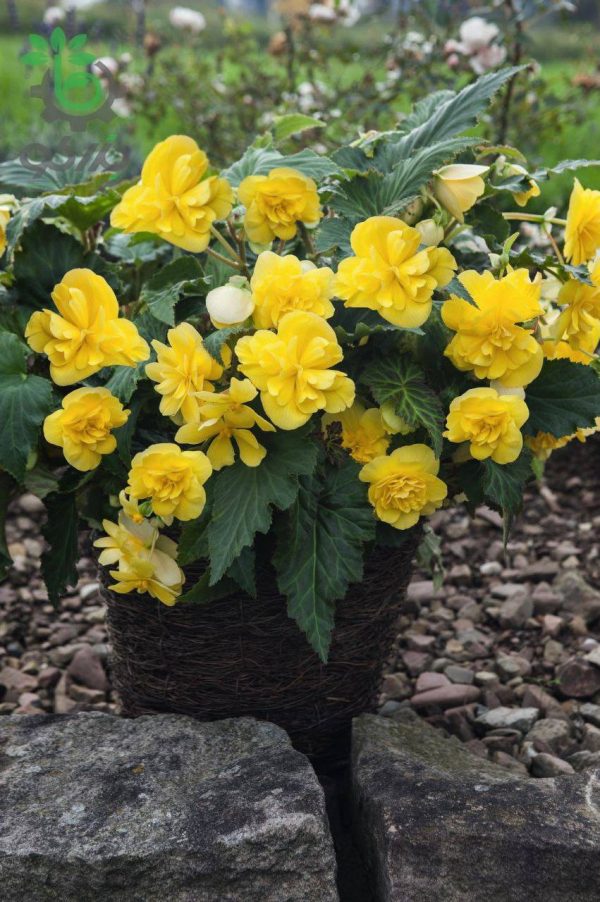 بذر گل بگونیا بدون توقف یا نان استاپ لذت زرد (Begonia tuberhybrida F1 Nonstop Joy Yellow)