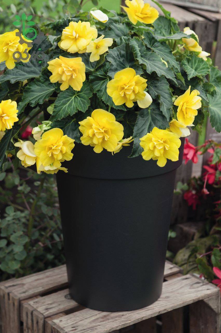 بذر گل بگونیا بدون توقف یا نان استاپ لذت زرد (Begonia tuberhybrida F1 Nonstop Joy Yellow)