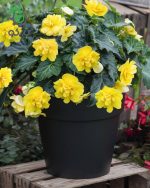 بذر گل بگونیا بدون توقف یا نان استاپ لذت زرد (Begonia tuberhybrida F1 Nonstop Joy Yellow)