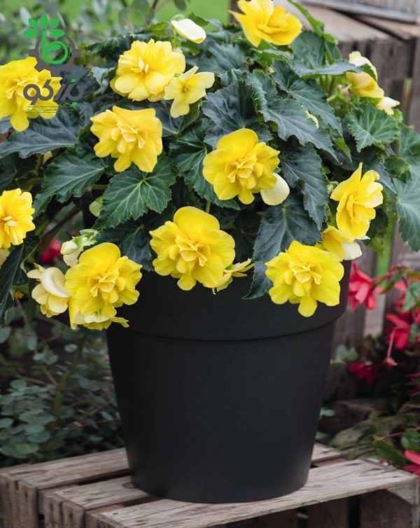 بذر گل بگونیا بدون توقف یا نان استاپ لذت زرد (Begonia tuberhybrida F1 Nonstop Joy Yellow)