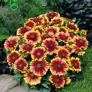 بذر گل رعنا زیبا گایلاردیا گرندفلورا خورشید Gaillardia x grandiflora (aristata) Arizona sun