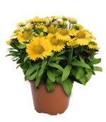 بذر گل رعنا زیبا گایلاردیا گرندفلورا زردآلو  Gaillardia x grandiflora (aristata) Arizona Apricot