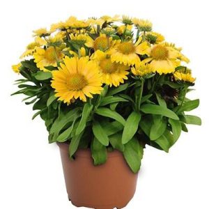بذر گل رعنا زیبا گایلاردیا گرندفلورا زردآلو  Gaillardia x grandiflora (aristata) Arizona Apricot