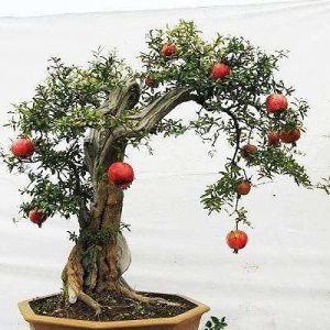 بذر bonsai pomegranate (انار)