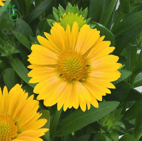 بذر گل رعنا زیبا گایلاردیا گرندفلورا زردآلو  Gaillardia x grandiflora (aristata) Arizona Apricot
