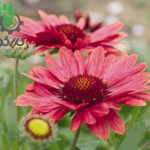 بذر گل رعنا زیبا گایلاردیا گرندفلورا قرمز Gaillardia x grandiflora (aristata) Arizona Red Shades