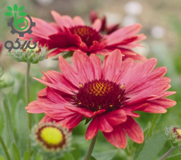 بذر گل رعنا زیبا گایلاردیا گرندفلورا قرمز Gaillardia x grandiflora (aristata) Arizona Red Shades
