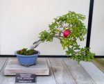 بذر bonsai pomegranate (انار)