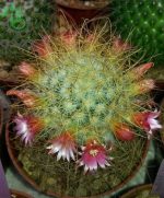 بذر کاکتوس مامیلاریا لپتاکانتا (Mammillaria leptacantha)