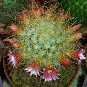 بذر کاکتوس مامیلاریا لپتاکانتا (Mammillaria leptacantha)