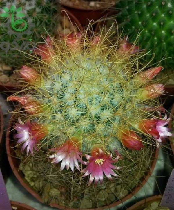 بذر کاکتوس مامیلاریا لپتاکانتا (Mammillaria leptacantha)