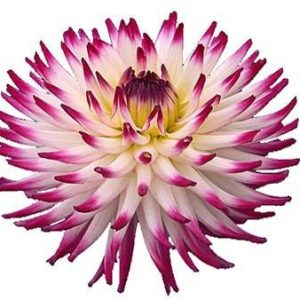 بذر گل کوکب کاکتوسی یا داهلیا کاکتوسی رنگ مخلوط  (Dahlia Cactus)