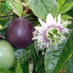 بذر میوه پشن فروت ارغوانی یا گل ساعتی (Passiflora edulis)