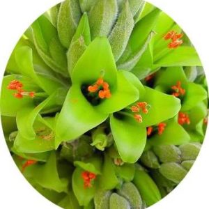بذر گیاه پویا سبز (Puya chilensis)
