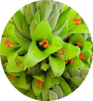 بذر گیاه پویا سبز (Puya chilensis)