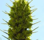 بذر گیاه پویا سبز (Puya chilensis)