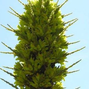 بذر گیاه پویا سبز (Puya chilensis)