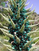 بذر گیاه پویا آبی  (Puya berteroniana - Turquoise Puya)