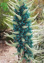 بذر گیاه پویا آبی  (Puya berteroniana - Turquoise Puya)