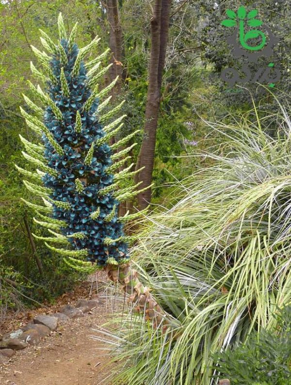 بذر گیاه پویا آبی  (Puya berteroniana - Turquoise Puya)