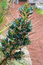 بذر گیاه پویا آبی  (Puya berteroniana - Turquoise Puya)