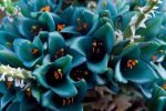 بذر گیاه پویا آبی  (Puya berteroniana - Turquoise Puya)