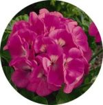 بذر شمعدانی پاکوتاه پر گل هلندی رنگ صورتی (Pelargonium hortorum F1 Maverick Pink)