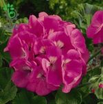 بذر شمعدانی پاکوتاه پر گل هلندی رنگ صورتی (Pelargonium hortorum F1 Maverick Pink)