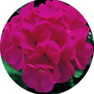 بذر شمعدانی پاکوتاه پر گل هلندی رنگ بنفش (Pelargonium hortorum F1 Maverick Violet Imp)