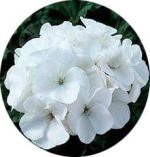 بذر شمعدانی پاکوتاه پر گل هلندی رنگ سفید (Pelargonium hortorum F1 Maverick White)