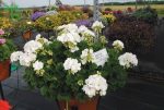 بذر شمعدانی پاکوتاه پر گل هلندی رنگ سفید (Pelargonium hortorum F1 Maverick White)