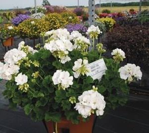 بذر شمعدانی پاکوتاه پر گل هلندی رنگ سفید (Pelargonium hortorum F1 Maverick White)