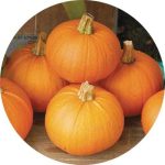 بذر کدو تنبل پای  جدید انگلیسی یا نیوانگلند (New England Pie Pumpkin)
